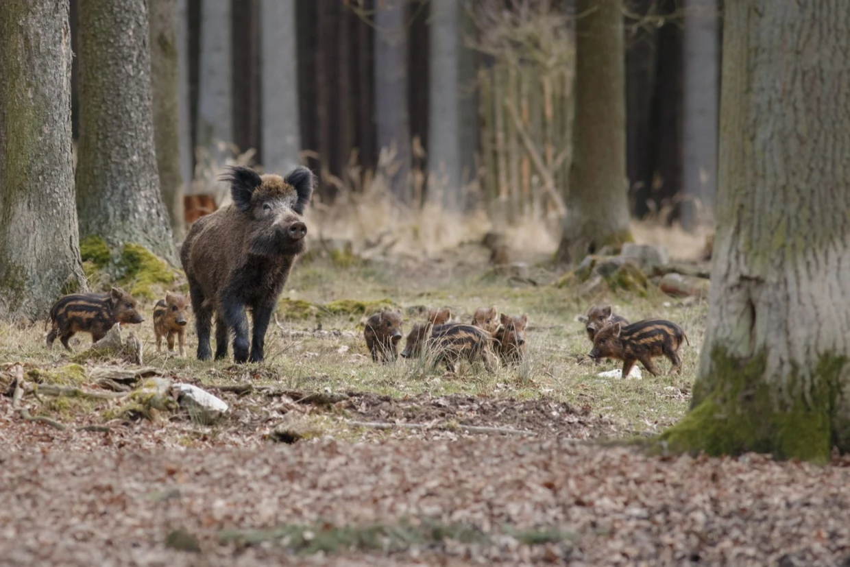 Dziki. Fot. Photocech, iStock