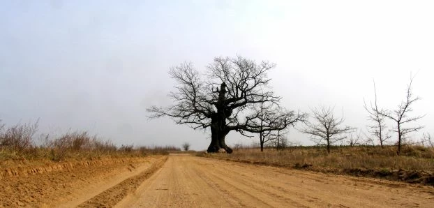 Puszcza Białowieska. Fot. Janusz Korbel