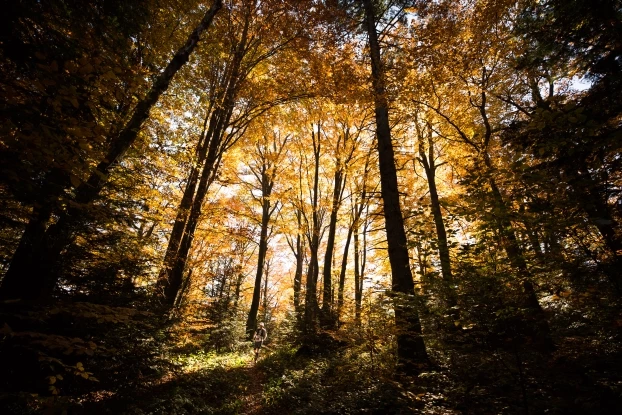 
Karpacki, beskidzki las podczas Łemkowyny. Fot. Alexis Berg
