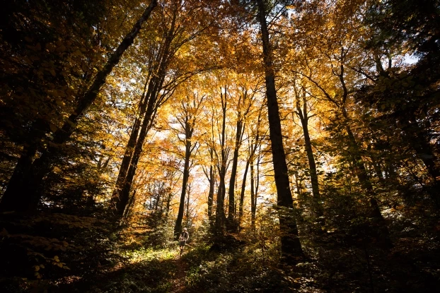 Karpacki, beskidzki las podczas Łemkowyny. Fot. Alexis Berg