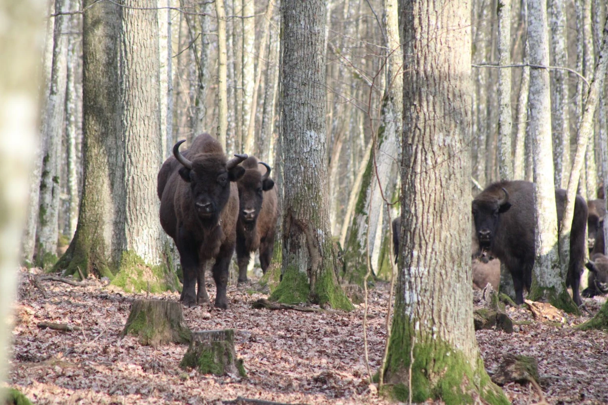 Tegoroczna zima. Brak śniegu. Długa wyprawa przez Puszczę Borecką. Szedłem jedną ze ścieżek wychodzoną przez żubry. Pozostawione przez nie świeże tropy oraz odchody, świadczyły o tym, że są niedaleko. Drzewa skrzypiały, kruki się przekrzykiwały. Suche liście szeleściły pod butami, ale silny wiatr zagłuszał moje kroki. Nagle moje spojrzenie przyciąga ciemnobrązowy kolor, który rozlał się na całe zbocze. To one i jest ich dużo, bardzo dużo. Chowam się za pień drzewa, a potem od jednego pnia do drugiego, coraz bliżej żubrów. Pstrykam zdjęcia. Przyglądam się im przez lornetkę. Następnie one kierują swoje spojrzenia w moją stronę, a krowa o charakterystycznych rogach postanawia wyjść mi naprzeciw. Być może chciała się upewnić, że ja, to ja, a może miała dość śledzenia i chciała, tym zbliżaniem się do mnie, dać mi to do zrozumienia. Fot. Radosław Pietkiewicz