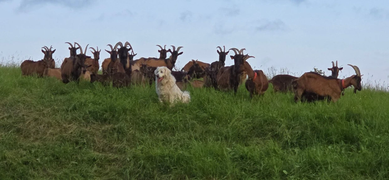 Stado kóz rasy alpejskiej Wentułów. Fot. Archiwum „Przedbieszczady w Dolinie Wisłoka”