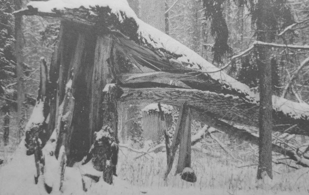 Puszcza Białowieska. Fot. Ryszard Kulik
