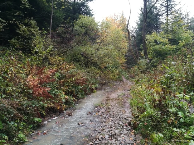 Potok Świętokrzyski między Iwoniczem-Zdrojem a Rymanowem-Zdrojem, Beskid Niski, październik 2019. Fot. Grzegorz Bożek