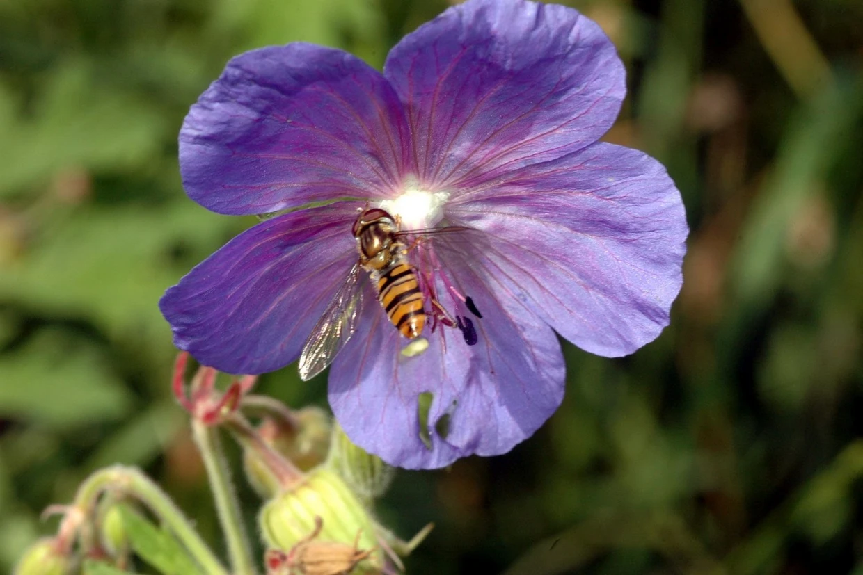 Bodziszek łąkowy (Geranium pratense) – jego skupienia stanowiły prawdziwą ozdobę łąki. Fot. Marcin Wilga