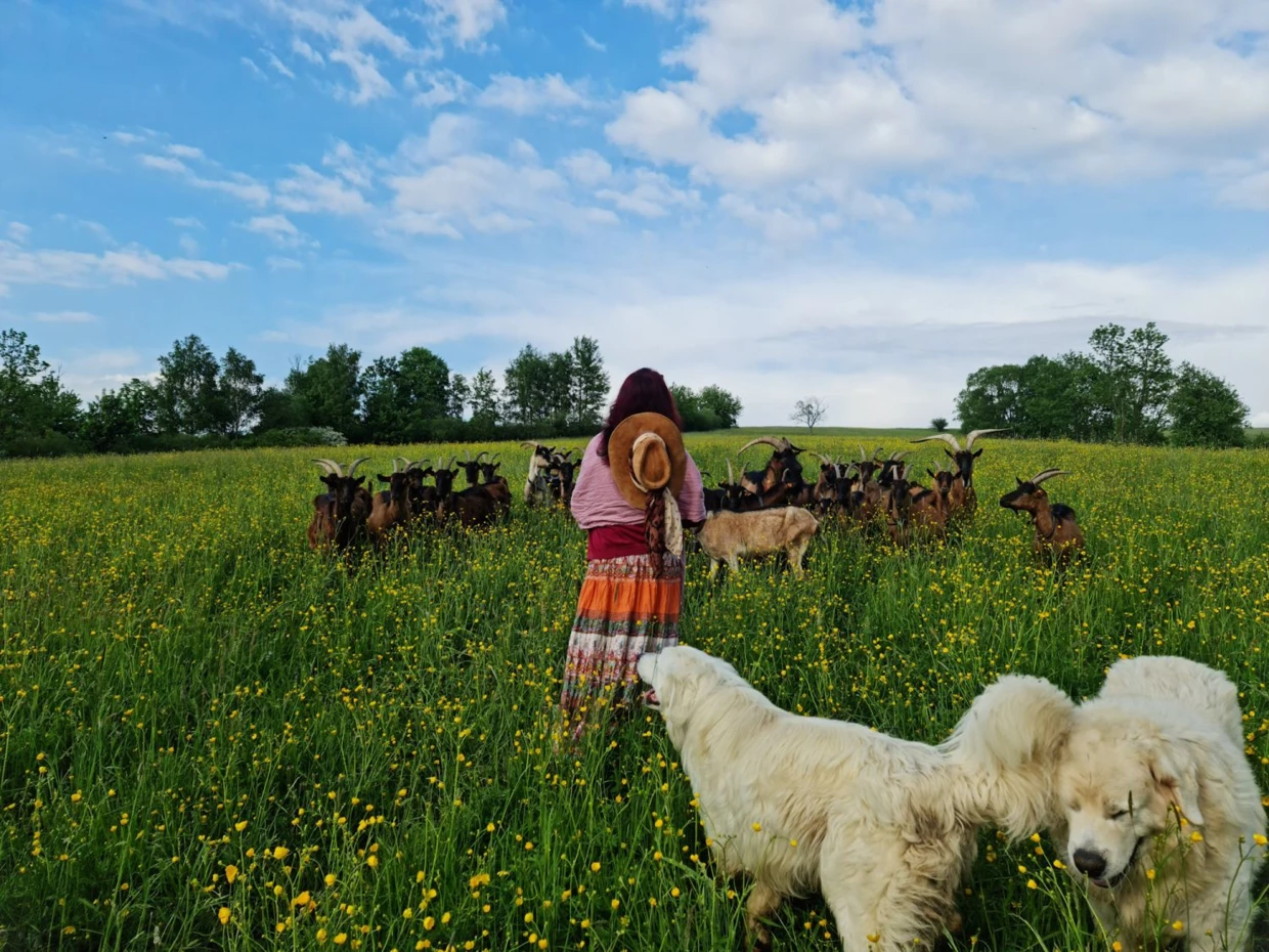 Beata Wantuła z owczarkami podhalańskimi i stadem kóz alpejskich. Fot. Archiwum „Przedbieszczady w Dolinie Wisłoka”