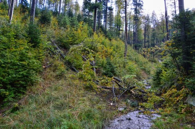 
Madohora, las doskonale zatrzymuje wodę. Fot. Karina Nowicka-Kudłacz
