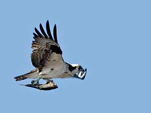 Rybołów – ginący orzeł znad wód i lasów