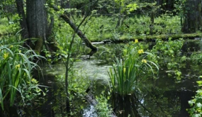 puszcza-bialowieska-krajobrazy-2.jpg