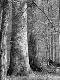 Puszcza Białowieska. Fot. Krzysztof Wojciechowski