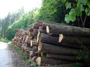 Fot. Effervescing Elephant, flickr.com