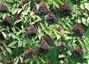 Owoce bzu czarnego (Sambucus nigra) są źródłem leczniczych przetworów, kwiaty w postaci naparów są bardzo intensywnym lekarstwem, z drewna tworzy się kilkanaście unikalnych instrumentów muzycznych, a w korzeniach mieszkają niezbyt przyjazne duchy… Zaśnięcie pod niektórymi okazami bzu czarnego grozi fizycznym przeniesieniem w inne miejsce, a jeszcze 100 lat temu na polskiej wsi gospodarze uchylali kapelusza gdy mijali stare okazy bzu czarnego.