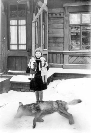 
Jeszcze niedawno zabicie wilka było traktowane jako tępienie szkodnika. To zdjęcie wykonał dyrektor BPN J. J. Karpiński w 1929 roku (dzięki uprzejmości Mai Mężyńskiej)
