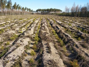 Posadzona plantacja sosny na uprzednio zaoranym zrębie. Niewiele leśnych gatunków może przetrwać takie warunki środowiskowe, pod względem ekologicznym, to jest bardziej agrocenoza niż las. Fot. Michał Żmihorski