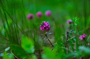 Wawrzynek główkowy. Fot. Łukasz Misiuna
