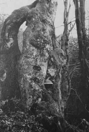 W Magurskim Parku Narodowym. Fot. Janusz Korbel