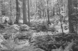 Fot. Szymon Ciapała