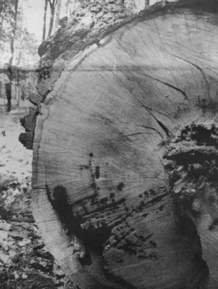 Fot. Michał Żmihorski