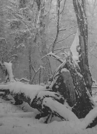 Puszcza Białowieska. Fot. Ryszard Kulik