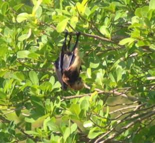 
Rudawki mauritiuskie spędzają dzień wisząc na drzewach w wielkich koloniach. Na zdjęciu samica rudawki mauritiuskiej z młodym osobnikiem. Młode osobniki są przez długi czas związane z matką. Fot. Marta Szurlej
