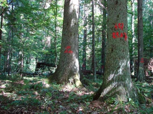 
Drzewa zasiedlone przez korniki w rezerwacie krajobrazowym im W. Szafera. Fot. Michał Fabiszewski
