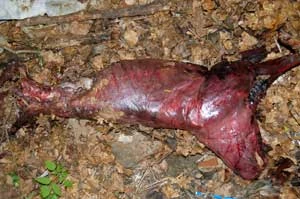 Zabity wilk, Stakčínska Roztoka, 2006. Fot. Archiwum Lesoochranárske zoskupenie Vlk