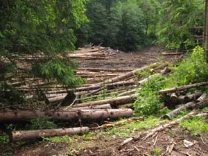 2. W dolinie Zelenicy położonej pomiędzy Zapowiednikiem Gorgany a Karpackim PN gospodarka leśna w „najlepszym” wydaniu. Fot. Krzysztof Wojciechowski