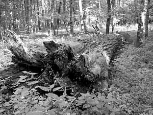 Poległy olbrzym. Fot. Krzysztof Wojciechowski