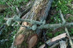 Ucięte konary dębów porośnięte brodaczkami wymagającymi ochrony strefowej. Fot. Adam Bohdan