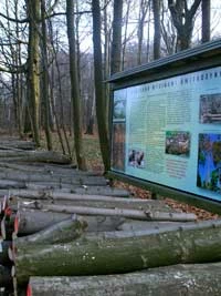 Dysonans poznawczy na ścieżce edukacyjnej – czy to buk czy świerk? Fot. Maria Kukowka