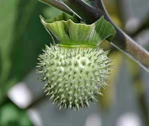 Bieluń dziędzierzawa (Datura stramonium) to azjatycka roślina trująca i jeden z największych halucynogenów. Jej droga do Europy jest ściśle związana z aspektami kulturowymi. Datura należy do roślin rytualnych z zestawu nazywanego w Indiach: „ogrodem Sziwy”. W Polsce, z niewyjaśnionych powodów sadzi się ją masowo przy kapliczkach i miejscach kultu na zmianę z Bieluniem surmikwiatem (Datura metel) i mieszańcami z Ameryki Południowej nazywanymi trąbami anielskimi!