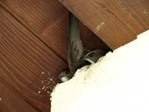 
Jerzyki (Apus apus) – gniazdo pod dachem budynku. Fot. Joanna Rosenberger
