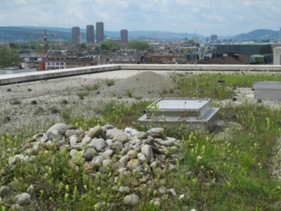 Zielone Dachy w Zurychu Grün Stadt Zürich, Naturberatung und Stadtökologie