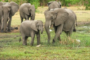 W ciągu 100 lat liczba słoni w Afryce spadła z 10 milionów osobników do około 400 tysięcy. Fot. Pixabay