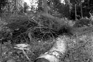 Cięcia w rezerwacie Turnica, lato 2003 r. Fot. Krzysztof Mazurkiewicz