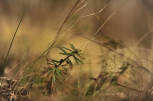 Wawrzynek główkowy. Fot. Łukasz Misiuna