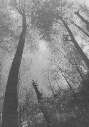 Cygański Las. Fot. Jacek Zachara