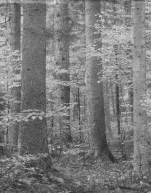 Bór jodłowy na Roztoczu. Fot. Paweł Marczakowski