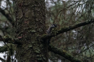 Dzięcioł trójpalczasty sfotografowany ze szlaku czerwonego w obrębie ochronnym Hwoźna. Fot. Mirosław Król