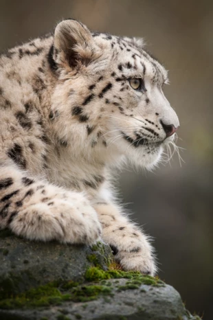 Przybliżenie sylwetki i znaczenia irbisa oraz konkretna pomoc przekonują miejscową ludność, że warto pomagać, aby symbol ich regionu przetrwał w naturze. Fot. Lawrie Brailey