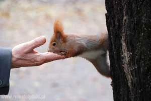 Dokarmianie. Fot. Ryszard Kulik