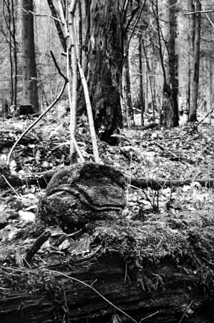 Kamień na kopcu cmentarzyska w uroczysku Zamczysko Fot. Janusz Korbel