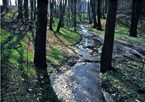 
Las grądowy w ZPK Gościnna Dolina. Fot. Jacek Zachara
