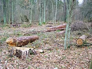 
Rezerwat im. Wł. Szafera, zima 2006. Fot. Adam Bohdan
