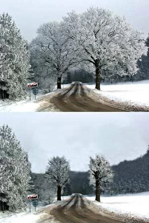 Drzewa, To jest Dzieło Sztuki, a poniżej – zniszczone dzieło sztuki – według niektórych to też sztuka, ale Postmodernistyczna. Fot. Jan Marcin Węsławski, fotomontaż Stanisław Węsławski