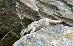 
Manul Otocolobus manul – jeden z najbardziej tajemniczych mieszkańców Ukoku. Ten rzadki górsko-stepowy kot wpisany jest na Czerwoną Listę IUCN i do Czerwonej Księgi Rosji. Fot. Ilja Smelanski
