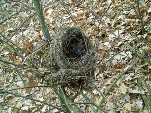 Znalezione zimą, skraj lasu. Nad stawem – kos (Turdus merula). Fot. Joanna Rosenberger