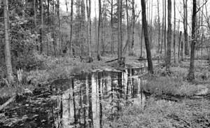 
Widok z mostku nad rzeczką Krynicą. Fot. Janusz Korbel
