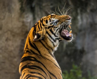 Skóry tygrysie to wciąż trofeum cieszące się wielkim popytem. Fot. Pixabay