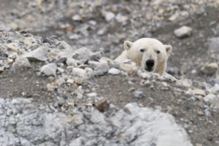 Odpoczywający za wałem burzowym na plaży na Spitsbergenie niedźwiedź nie spotka myśliwego, ale kilkudziesięciu turystów prawie na pewno. Fot. Kajetan Deja